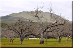 North Barnes Street, Ukiah real estate for sale, All NorCal Properties, Bud Thompson